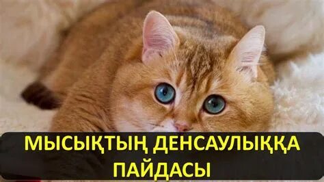 Порно қаншық ақымақ