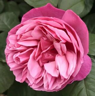 Rose bare