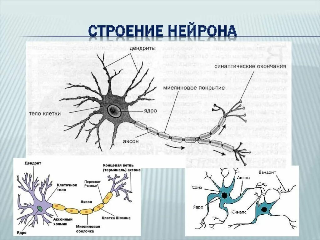 Распределите по группам характеристики отростков нервной клетки. Строение нейрона. Отростки. Дендрит. Нейрон строение и функции рисунок. Субклеточное строение нейрона. Строение нейрона анатомия человека.