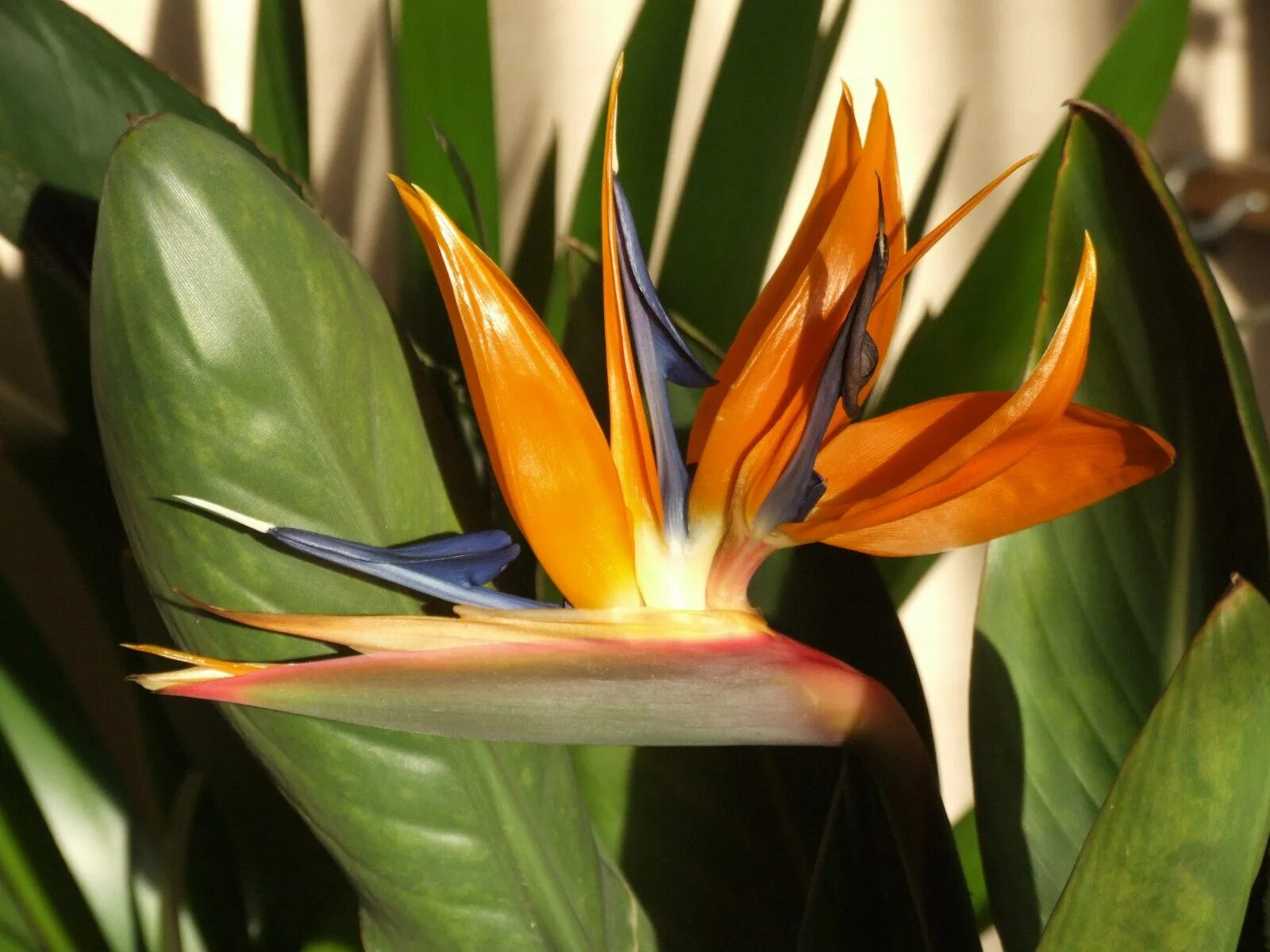 Стрелиция Райская птица. Стрелитция Королевская (Strelitzia Reginae) семена. Стрелиция Королевская Райская птичка. Стрелиция Райская птица семена. Стрелиция королевская купить