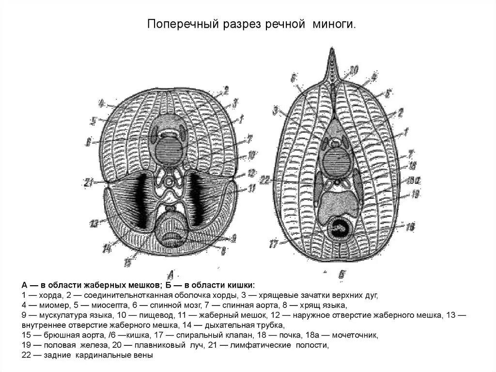 Поперечный разрез Речной миноги в области кишечника. Поперечный разрез Речной миноги в области жаберного отдела. Поперечный разрез Речной миноги в области жаберных мешков. Поперечный разрез миноги в области глотки.