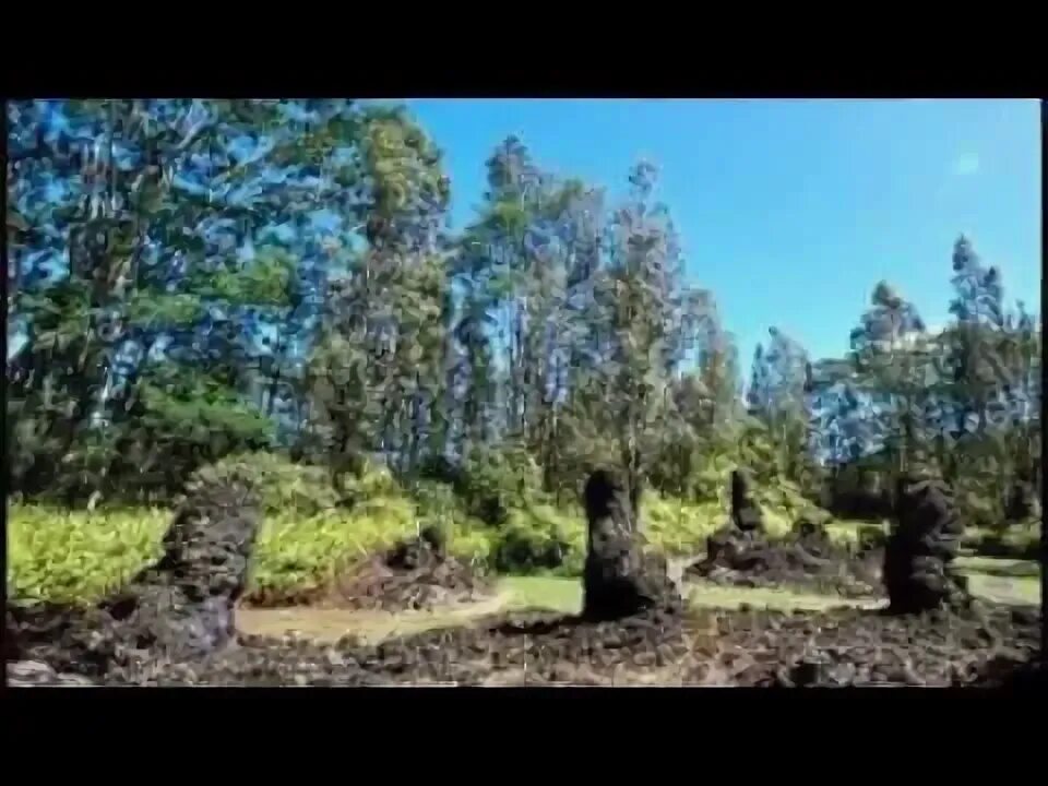 Lava spruce
