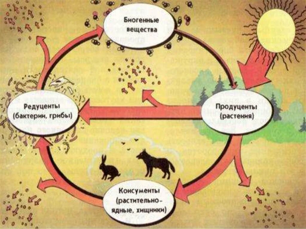 Роль оленя в биологическом круговороте. Пищевой круговорот в природе. Биотический круговорот веществ схема. Круговорот веществ в природе схема. Биотические компоненты экосистемы.