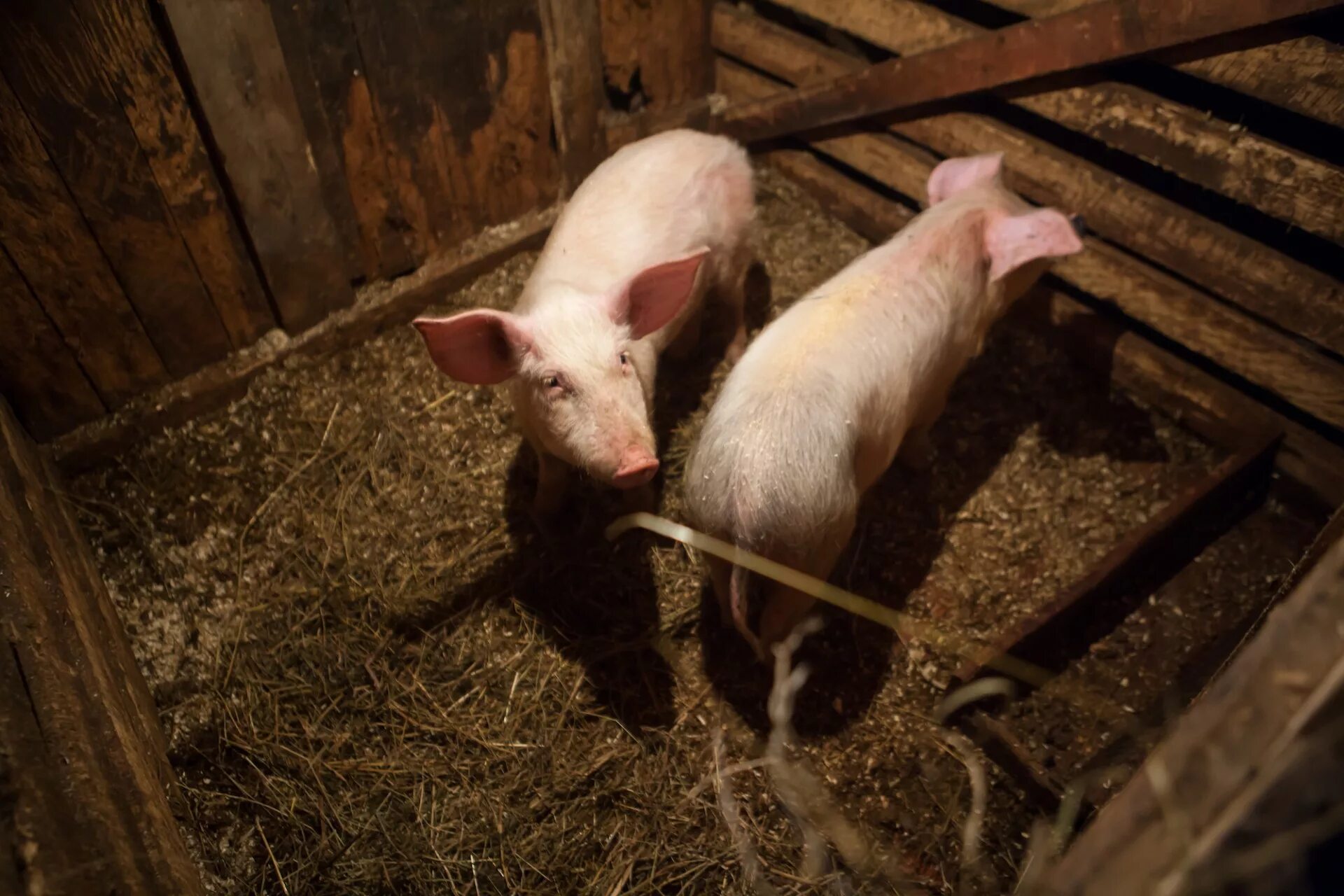 Хлев для поросят. Свинья в хлеву. Хлев для поросят. Сарай для поросят. Сарай для свиней.