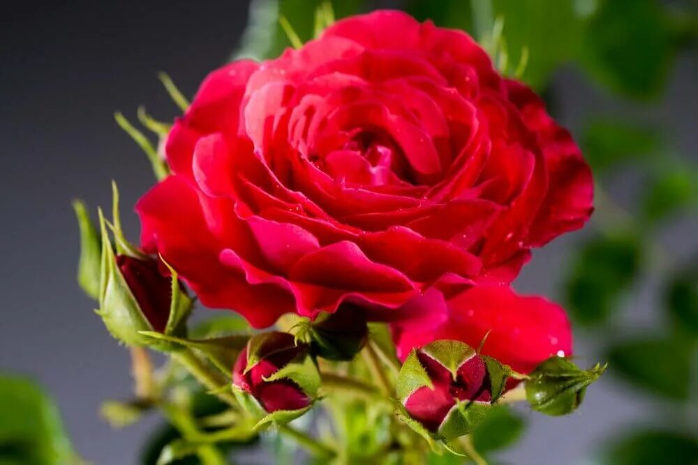 Роза флорибунда черри гёрл. Черри герл. Cherry girl роза. Роза кордес черри герл. Черри герл.