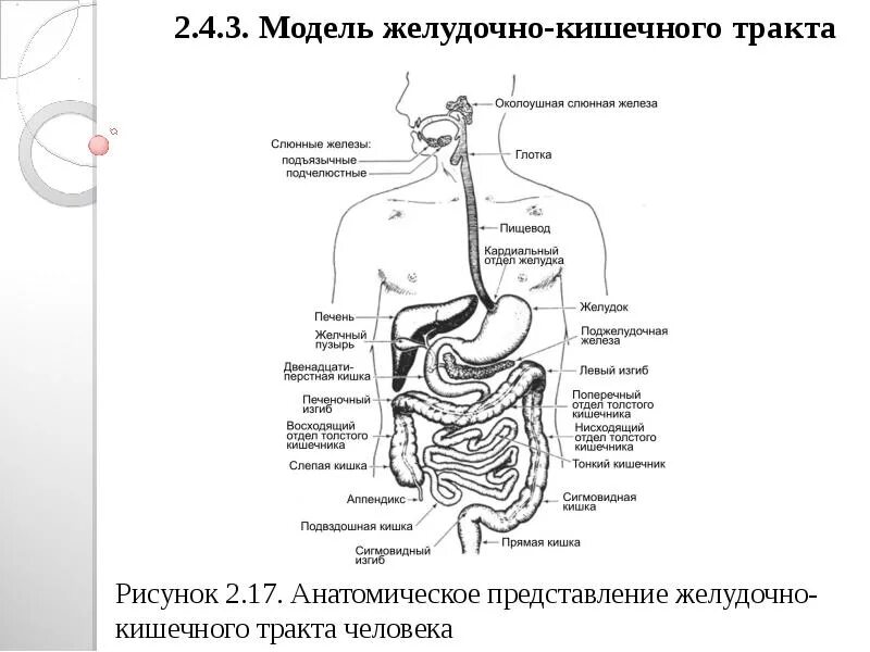 Строение желудочно кишечного тракта схема: найдено 83 изображений