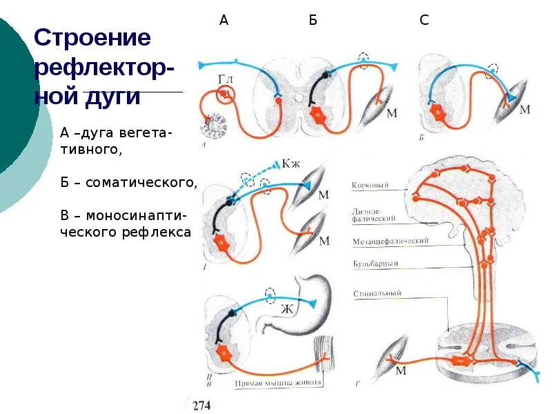 Рефлекторные дуги чихания и кашля. Порядке элементы рефлекторной дуги рефлекса чихания. Схема сложной рефлекторной дуги соматического рефлекса. Схема трехнейронной рефлекторной дуги соматического рефлекса. Порядке элементы рефлекторной дуги рефлекса чихания.
