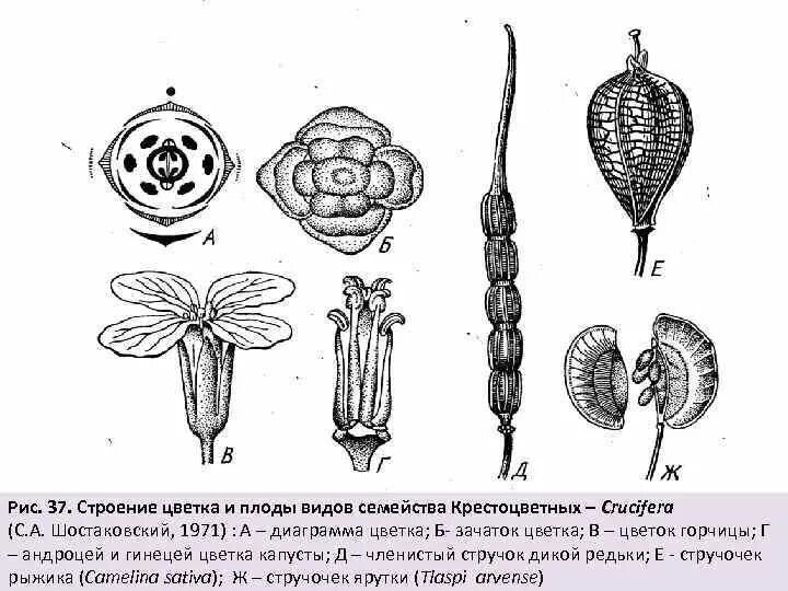 Схема плода дикой редьки. Гинецей крестоцветных. Семейство крестоцветные строение цветка. Диаграмма цветка крестоцветных. Типы цветков крестоцветных