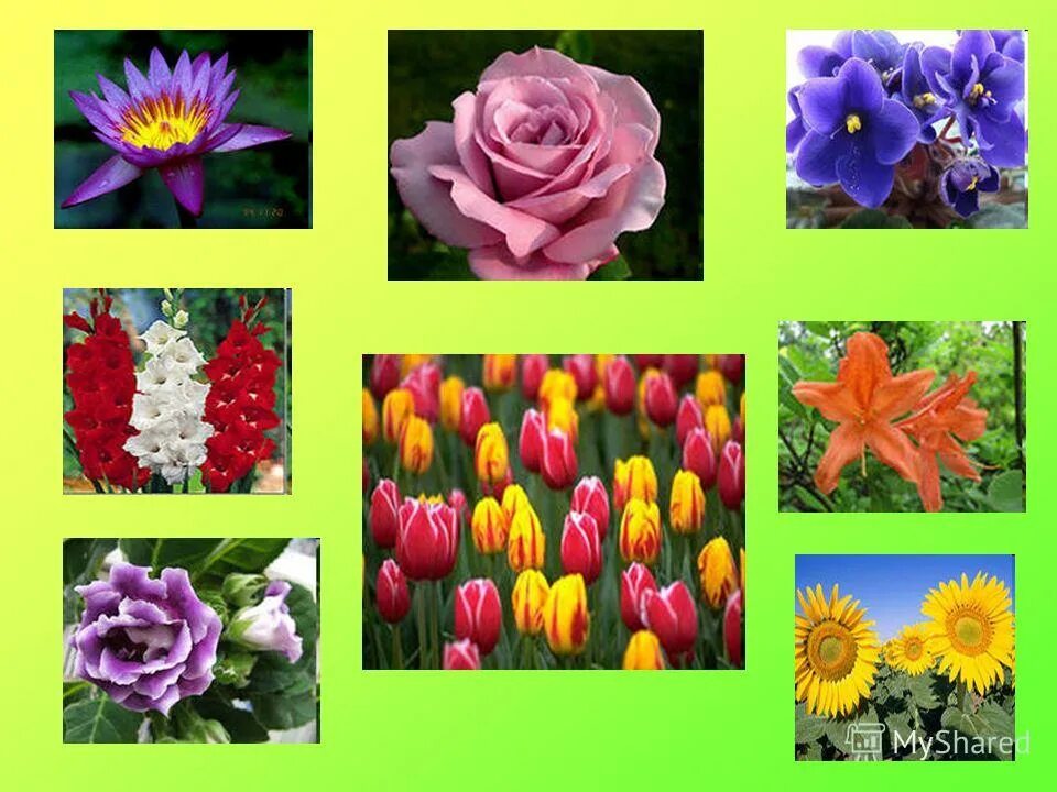 Растения обобщающий урок. Условия прорастания семян тепло. Корни цветов замотаны мхом. Растения обобщающий урок. У каких растений цветы собраны в соцветия.