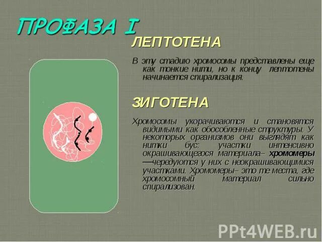 Лептотена. Мейоз лептотена зиготена пахитена диплотена диакинез таблица. Мейоз 1 лептотена зиготена пахитена. Профаза лептотена. Стадии мейоза лептотена зиготена.