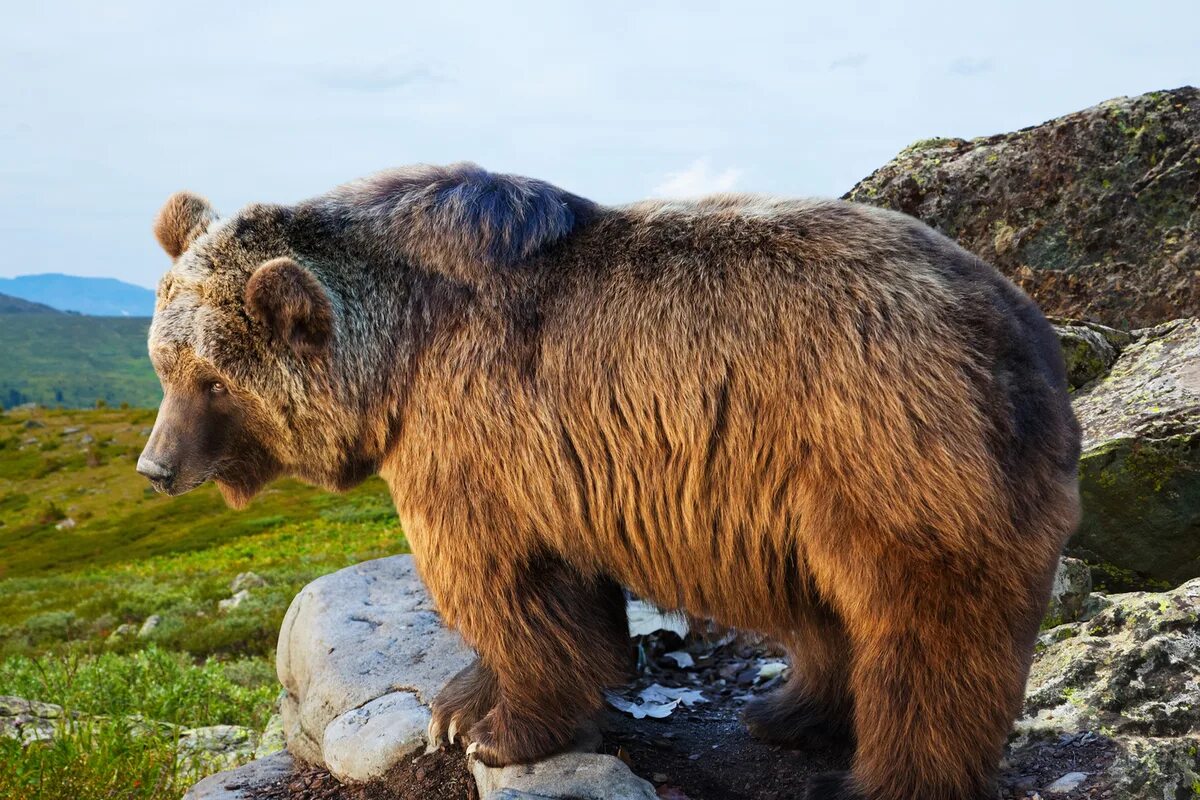 Bear stone. Медведи в Мурманской области. Медведь фото. Медведь камень. Бурый медведь на Камне.