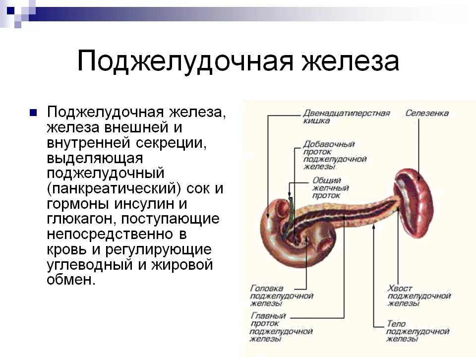 Ферменты и гормоны вырабатываемые поджелудочной железой