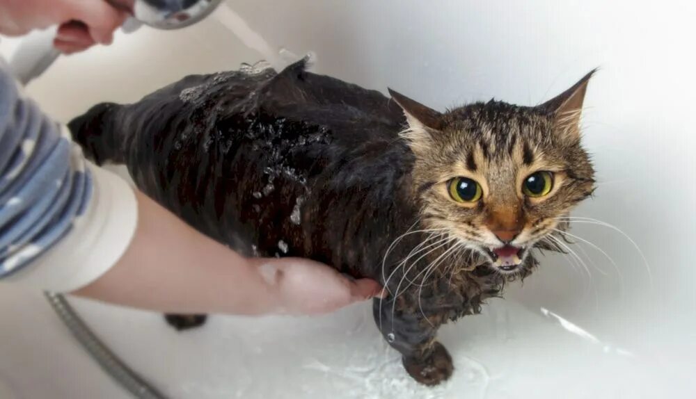 Сколько можно мыть кошек. Кошка моется стоковое фото. Cat in Bath. Как правильно купать котенка. Stroking Cat.