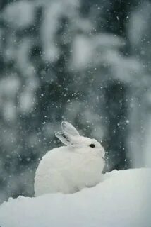 Зайцы в снегу картинки.