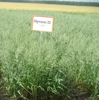 Характеристика сорта овса