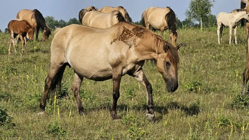 Ранчо на урале уфа энтузиастов 7. Ранчо на урале. Рейки ранчо. Ранчо на урале уфа энтузиастов 7. Ранчо на урале.