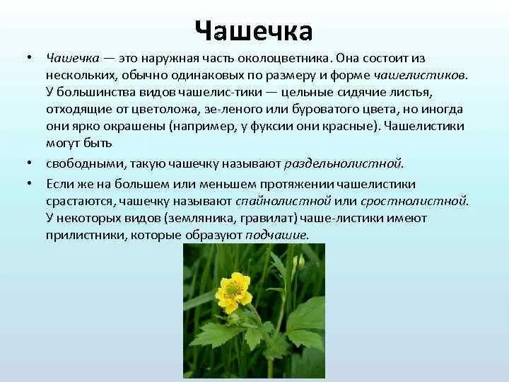 Чашечка состоит из. Чашечка с подчашием. чашечка и подчашие цветка. чашечка в биологии это кратко. чашечка наружная часть околоцветника обычно.