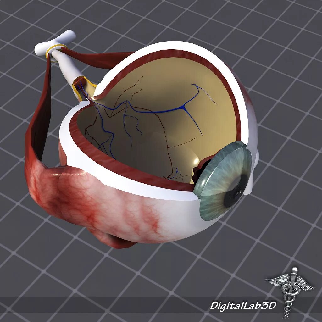 Eye 3d model