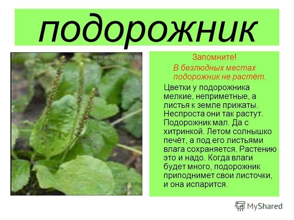 Подорожник сведения о растении. Подорожник в научном стиле. Подорожник описание. Подорожник лекарственное растение. Подорожник лекарственное растение.