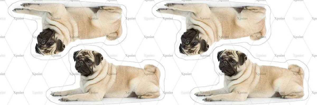 Поинт животным. Картинки домашних животных. Фон для презентации животные. Поинт животным. Английский пойнтер.