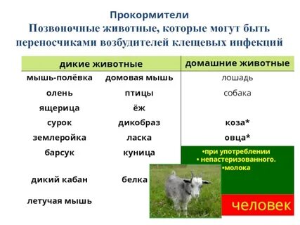 Переносчики бешенства