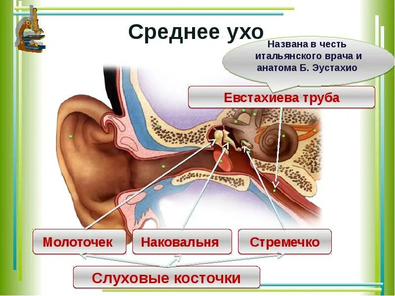 Картинки ЧТО РАСПОЛОЖЕНО В СРЕДНЕМ УХЕ