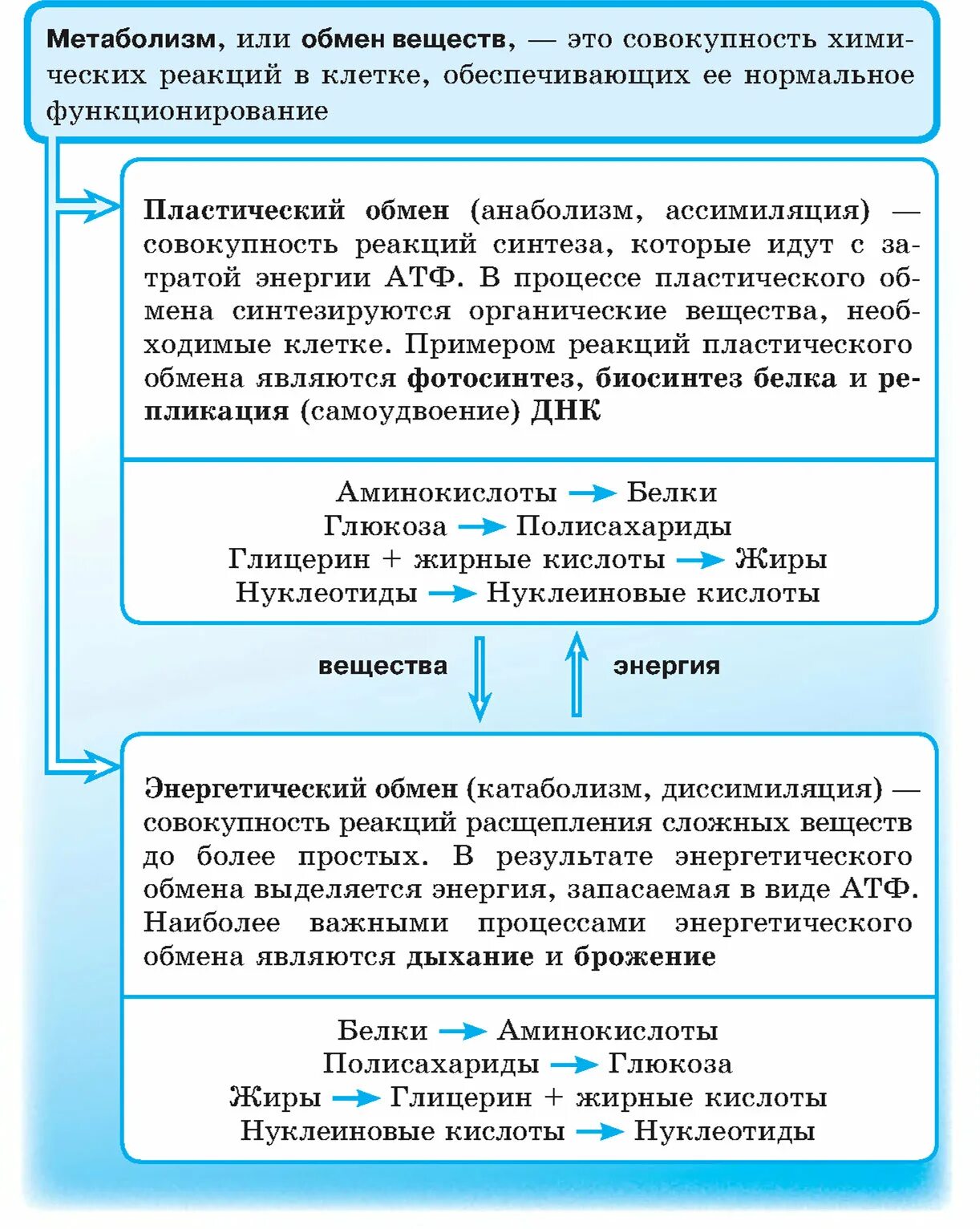 Подготовительный этап пластического обмена. Энергетический обмен веществ схема егэ. этапы пластического обмена. пластический обмен таблица. пластический обмен и энергетический обмен таблица егэ.