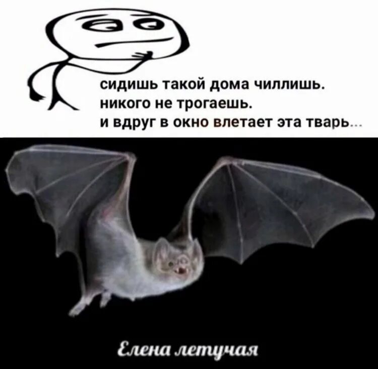 Мемы для людей с отклонениями. Убейте эту тварь. Тварь усатая. Эта тварь жила. Эта тварь жила.