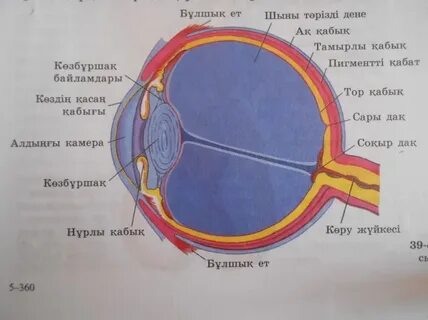 Пенисаның тері астындағы шарлар