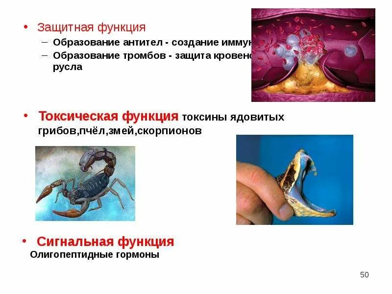Защитные функции животных. Функции белков яды. белковые токсины змей. токсическая функция. яды змей и скорпионов относятся к адаптации.