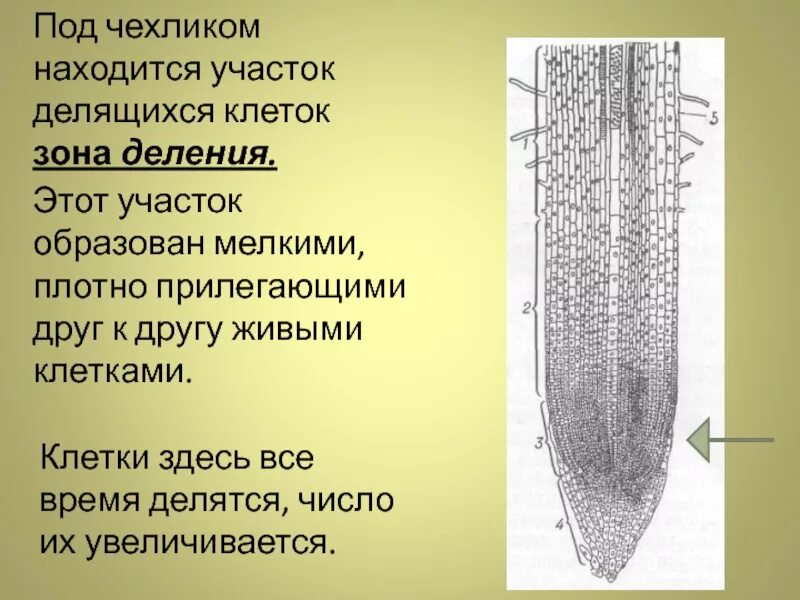 Участок делящейся клетки