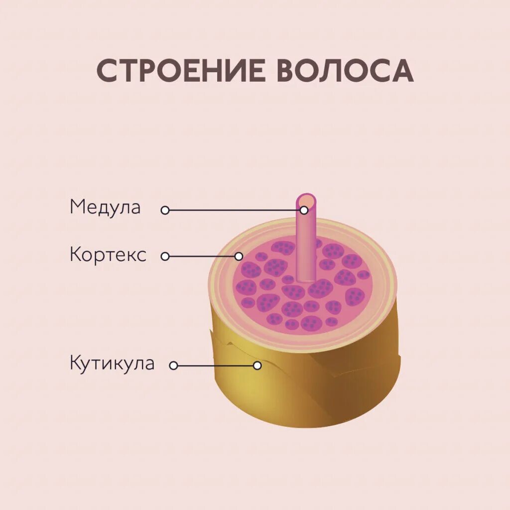 Строение волоса Медула Кортекс. Строение волоса кутикула Кортекс Медула. Строение стержня волоса. Строение волоса человека рисунок.