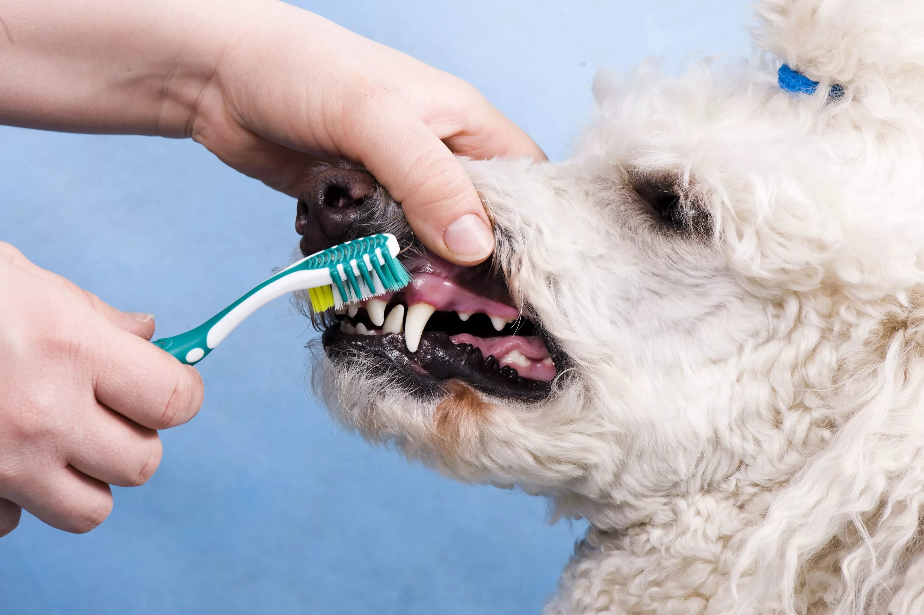 Зубная щётка для собак. Зубами по шерсти