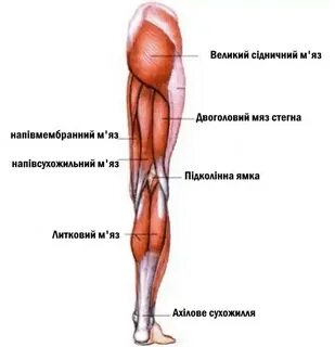 Бедро и голень человека