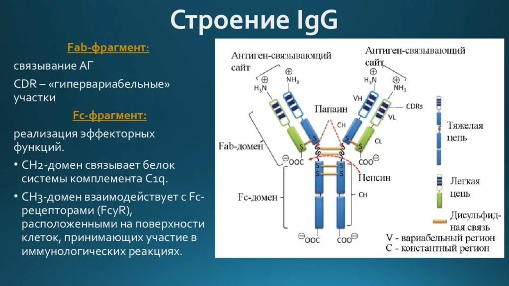 Моноклональные антитела строение. Структура антитела иммунология. Структура антитела IGG. Антитела иммуноглобулины структура.