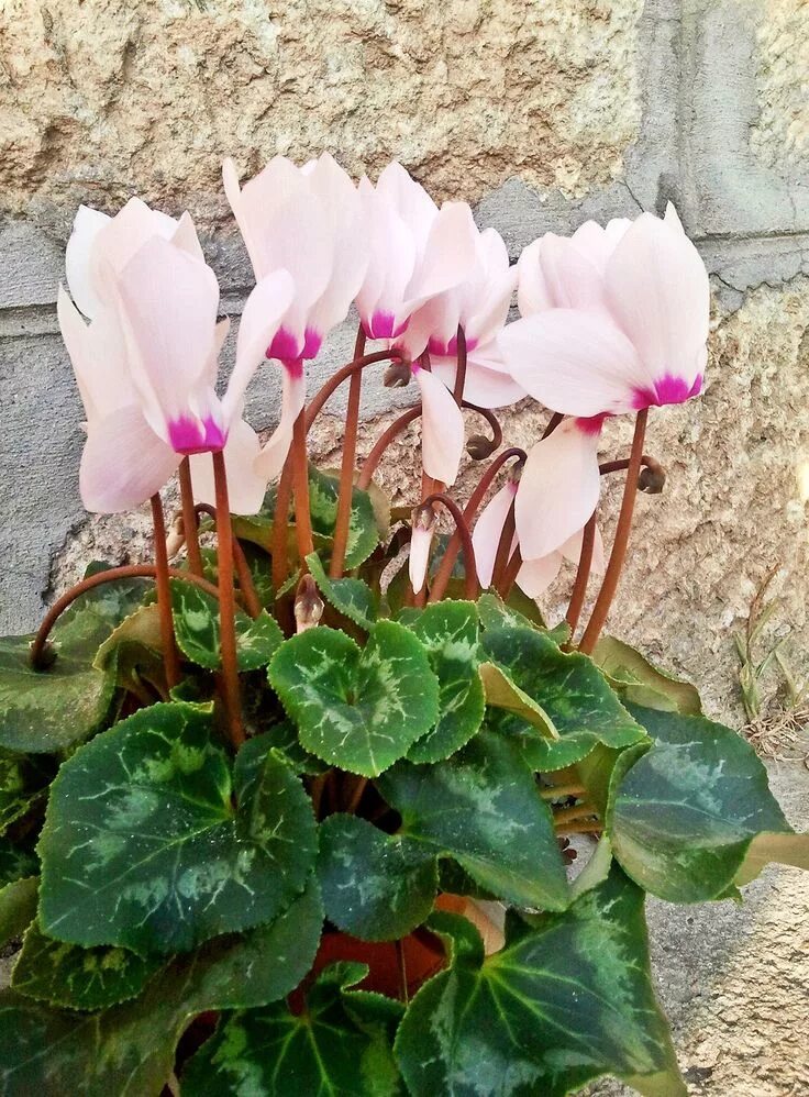 Комнатный цветок цикламен как выглядит Flower Seeds CYCLAMEN PERSIAN Etsy