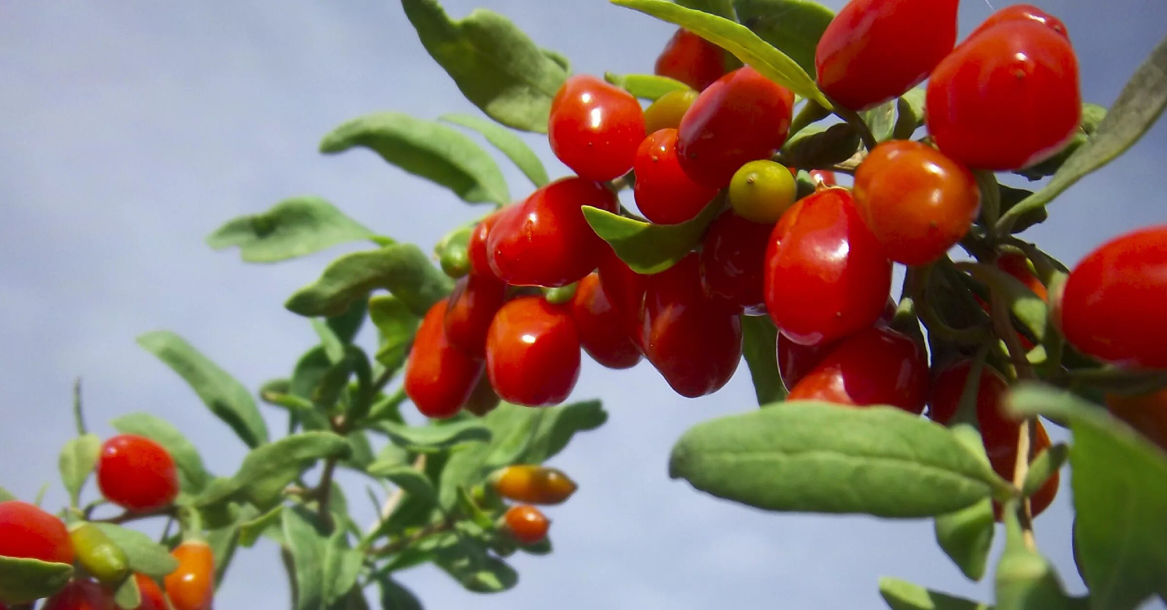 дереза обыкновенная нью биг. растение дереза обыкновенная. дереза ягоды годжи. ягода дереза. колючий кустарник дереза.