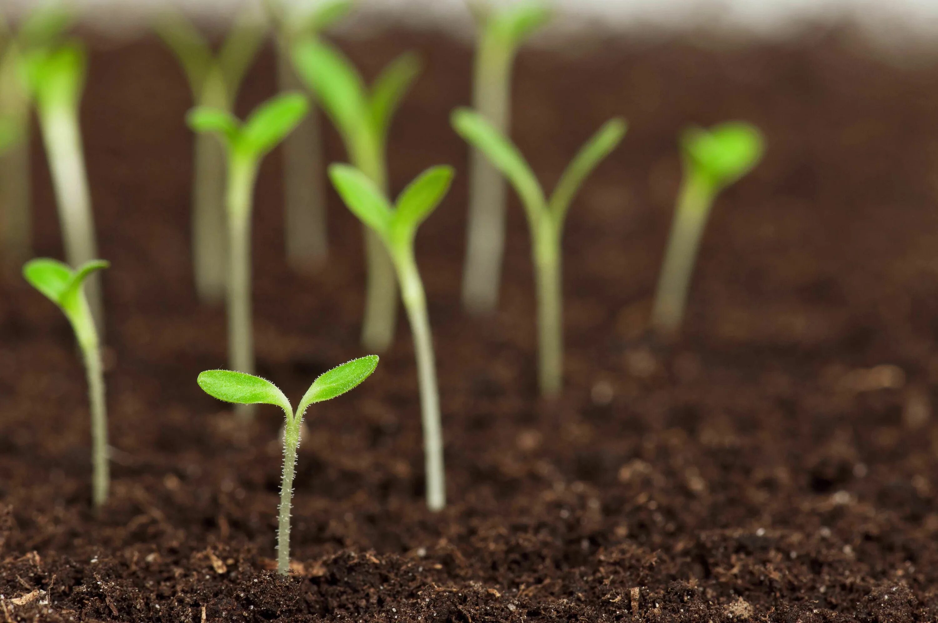 Зеленая рассада. Grow seedlings. Seedling. Keto Soil.