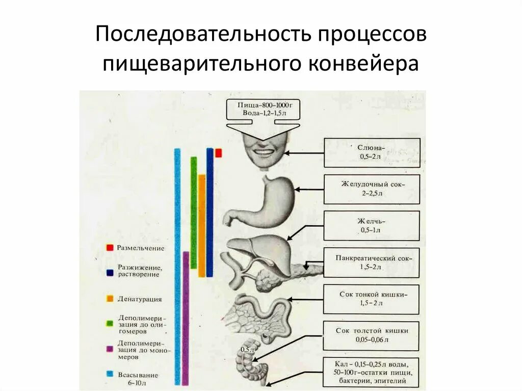 Процессы происходящие в пищеварительной системе человека. Порядок процесса пищеварения. этапы пищеварительного процесса человека. этапы пищеварительного конвейера. последовательность процессов переваривания пищи.