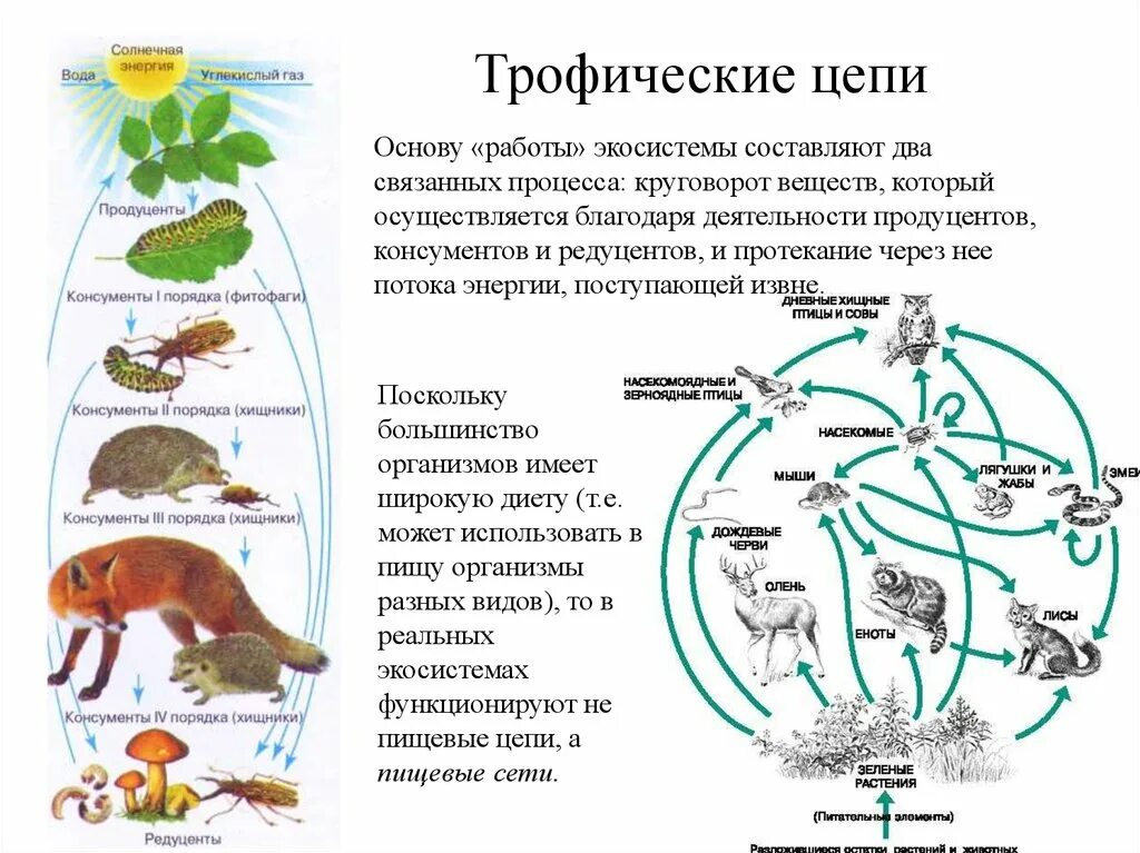 Цепь питания продуценты консументы редуценты. Трофическая экологическая ниша это. Пищевая сеть экосистемы. Пищевая цепочка экосистемы.