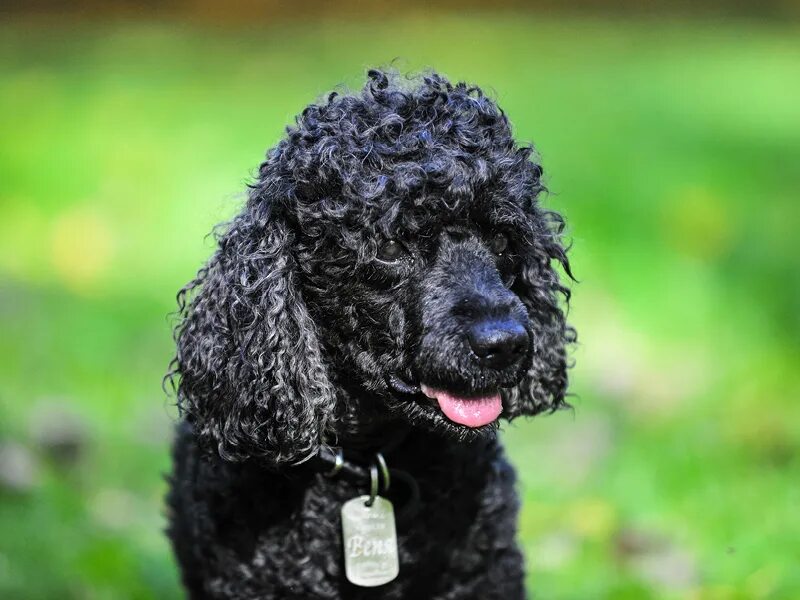 пудель черный малый. черный пудель. королевский пудель черный карликовый. пудель черный средний. пудель командор.