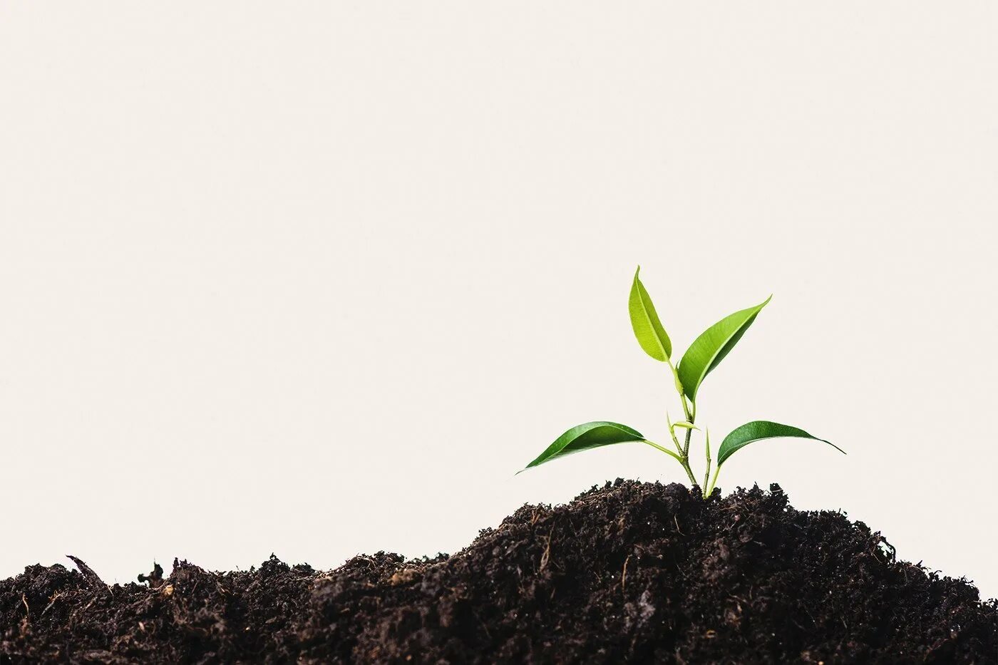 Growing science. Земля с травой. Росток травы. Почва. Росток в земле.