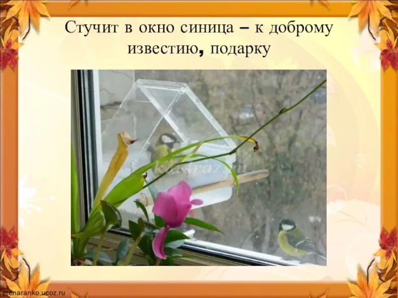 Стучат в окно никого нет. Стучится в окно. стучит в окно. синица стучит в окно.