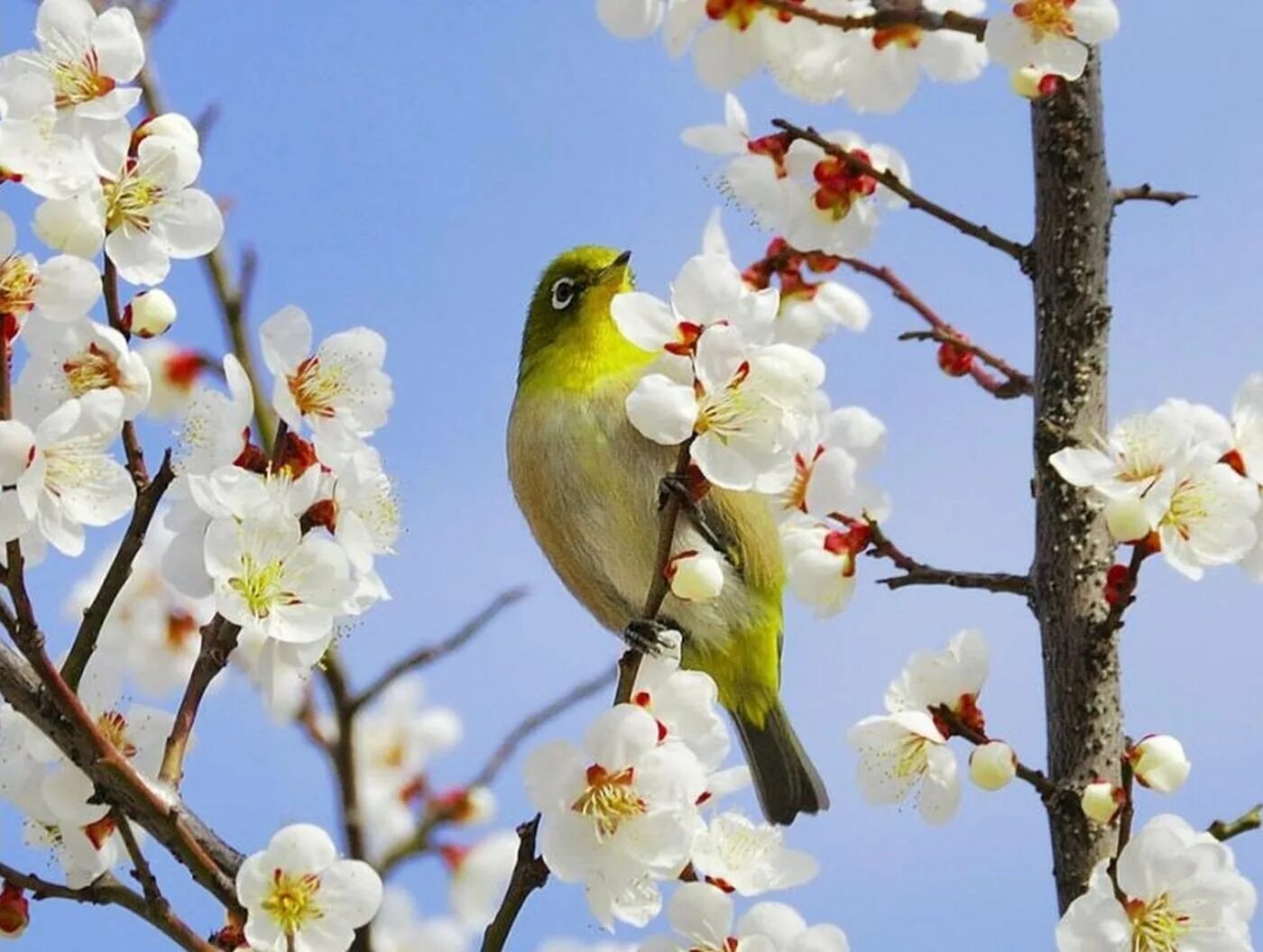 Весенняя природа. Весенние птички. Природа весной.