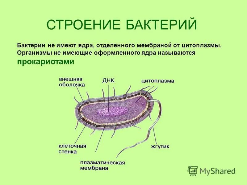 Клетки прокариот не имеют ядра. Строение бактерии. Строение вирусов и бактерий. Внешнее строение бактерий. Строение бактерии картинка.