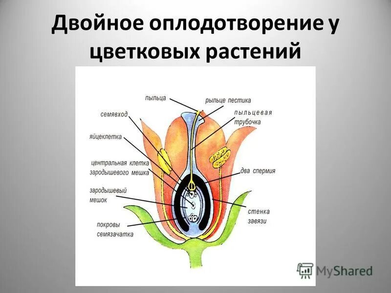 Оплодотворение у цветковых растений. Почему называется двойное оплодотворение. Почему процесс оплодотворения у растений называется двойным. Процесс двойного оплодотворения у покрытосеменных растений. Схема двойного оплодотворения у цветковых растений.