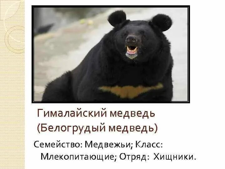 Гималайский медведь. Вид гималайский медведь семейство медвежьи класс млекопитающие. Ханкайский заповедник - гималайский медведь. Медведь гималайский семейство медвежьи. Вид гималайский медведь семейство медвежьи класс млекопитающие.