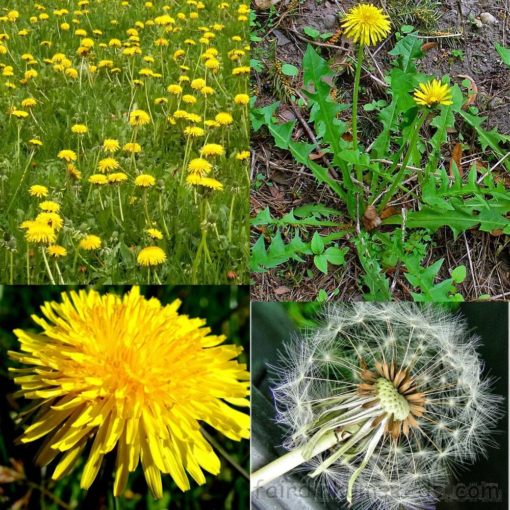 Одуванчик лекарственный – Taraxacum officinale. Одуванчик новокамчатский. Одуванчик Альбидум. Двудольные сорняки одуванчик.