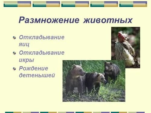 Проект развитие животного мира 3 класс Биология 02.05 Тема: Основные этапы эволюции беспозвоночных. Основные этапы эвол