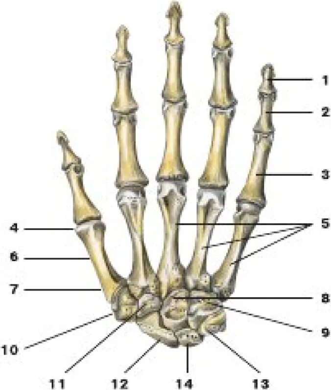 Основание 1 пястной кости. 2 Пястная кость. Основание 3 пястной кости. Ряд костей запястья